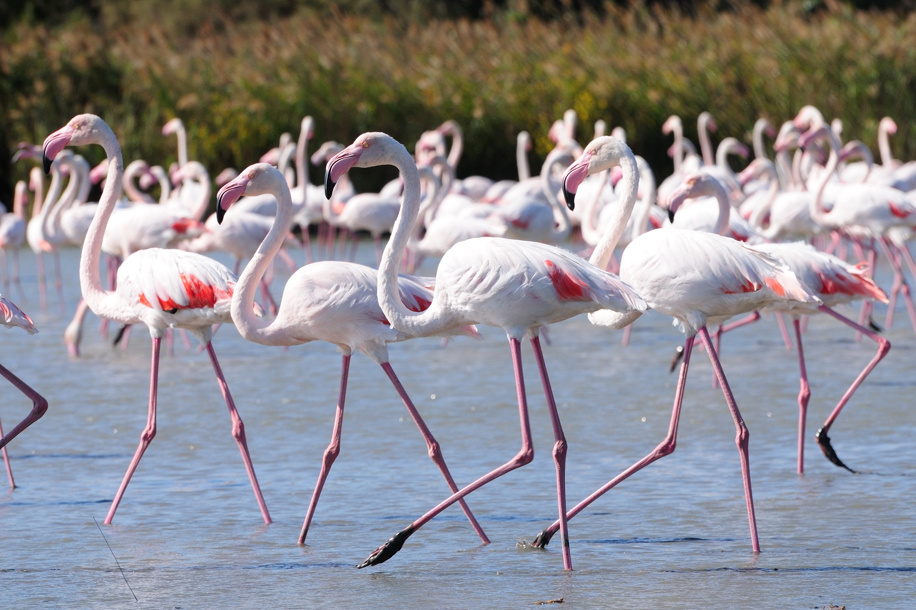 flamingu-pauksciu-stebejimas-italijoje.jpg